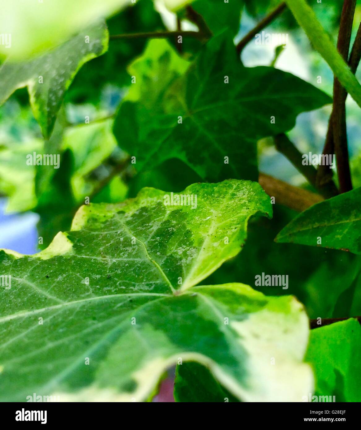 Primo piano di foglie d'edera su un vitigno Foto Stock