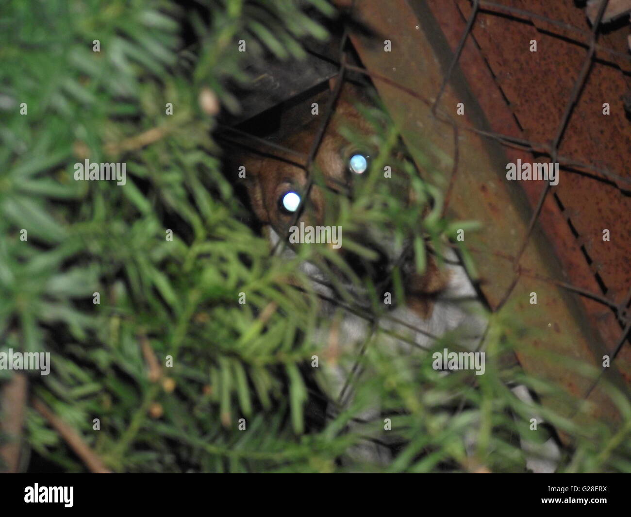 Cane fissando con gli occhi luccicanti dietro bar Foto Stock