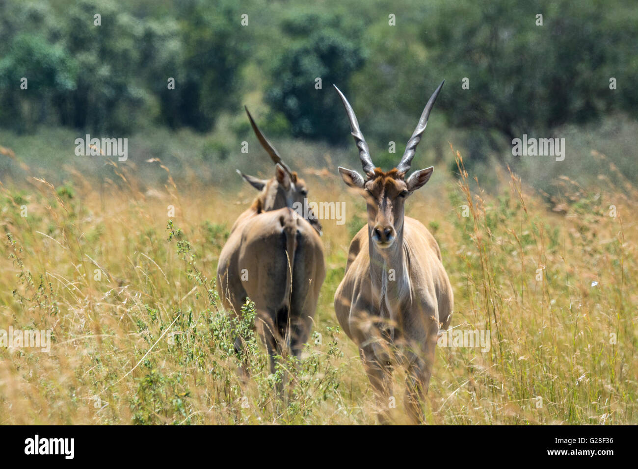 Due adulti, wild Elands, Tragelaphus gryx, il Masai Mara riserva nazionale, Kenya, Africa orientale Foto Stock