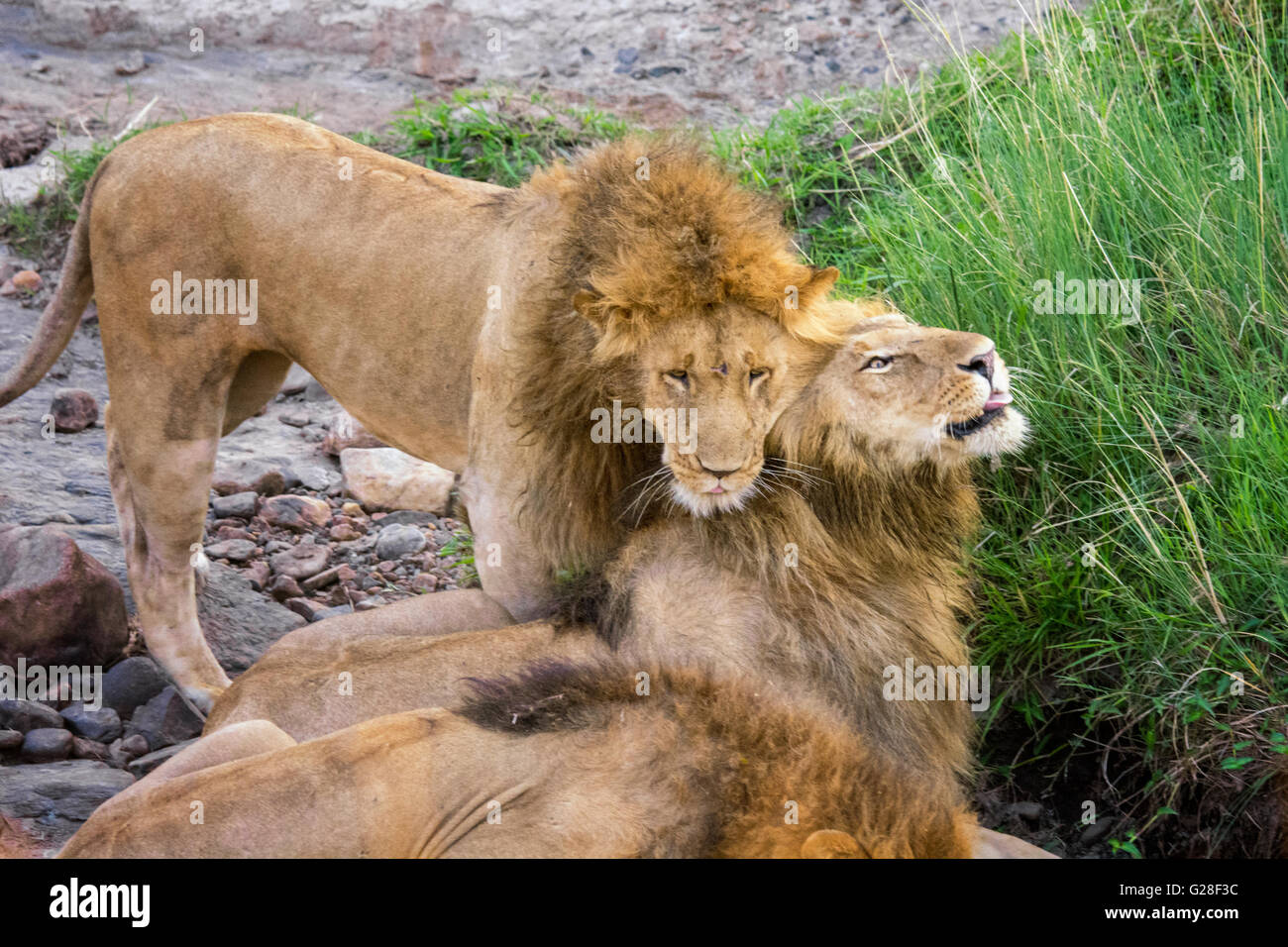 Maschio di leoni africani, Panthera leo, mostrando affetto, Masai Mara riserva nazionale, Kenya, Africa Foto Stock