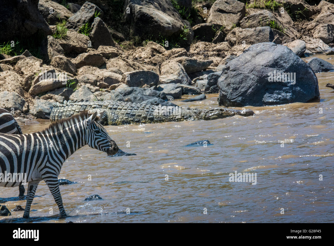Il Coccodrillo, Crocodylus niloticus, di entrare nel fiume di Mara allo stesso tempo come una zebra, Equus quagga burchellii, in un incrocio. Foto Stock