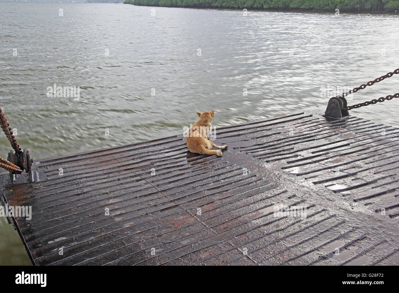 Solitario, intrepido cane seduto sul bordo della rampa del ferry boat durante l attraversamento fiume Foto Stock