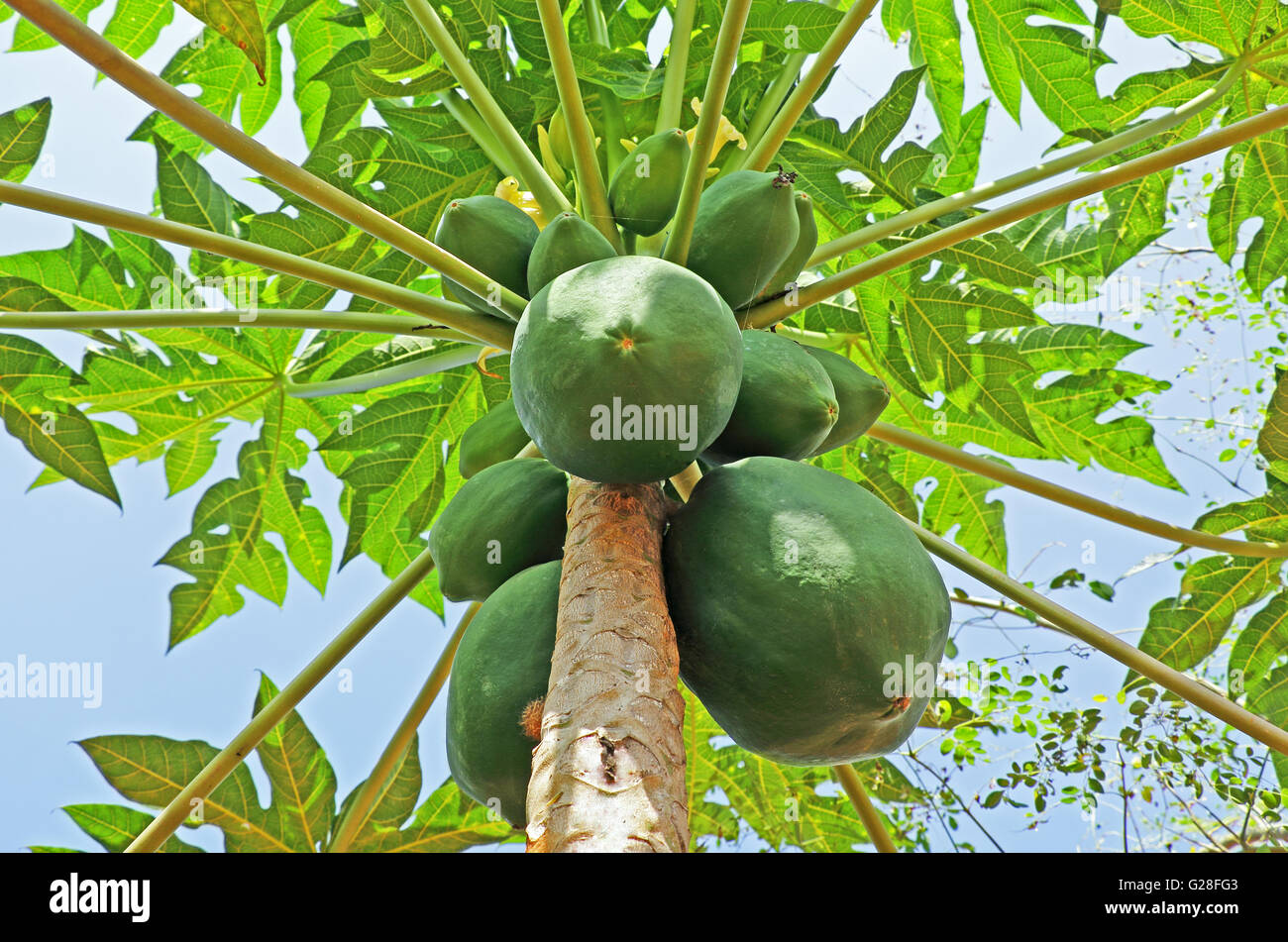 Mazzetto di acerbi papaia frutti nella struttura ad albero in India. Foto Stock