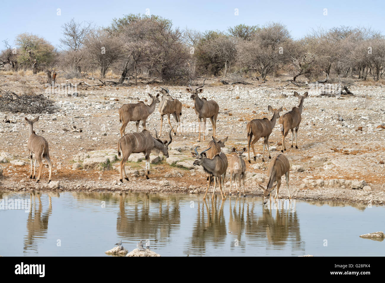 Maggiore kudus (Tragelaphus strepsiceros) a waterhole in Etosha National Park, Namibia Foto Stock