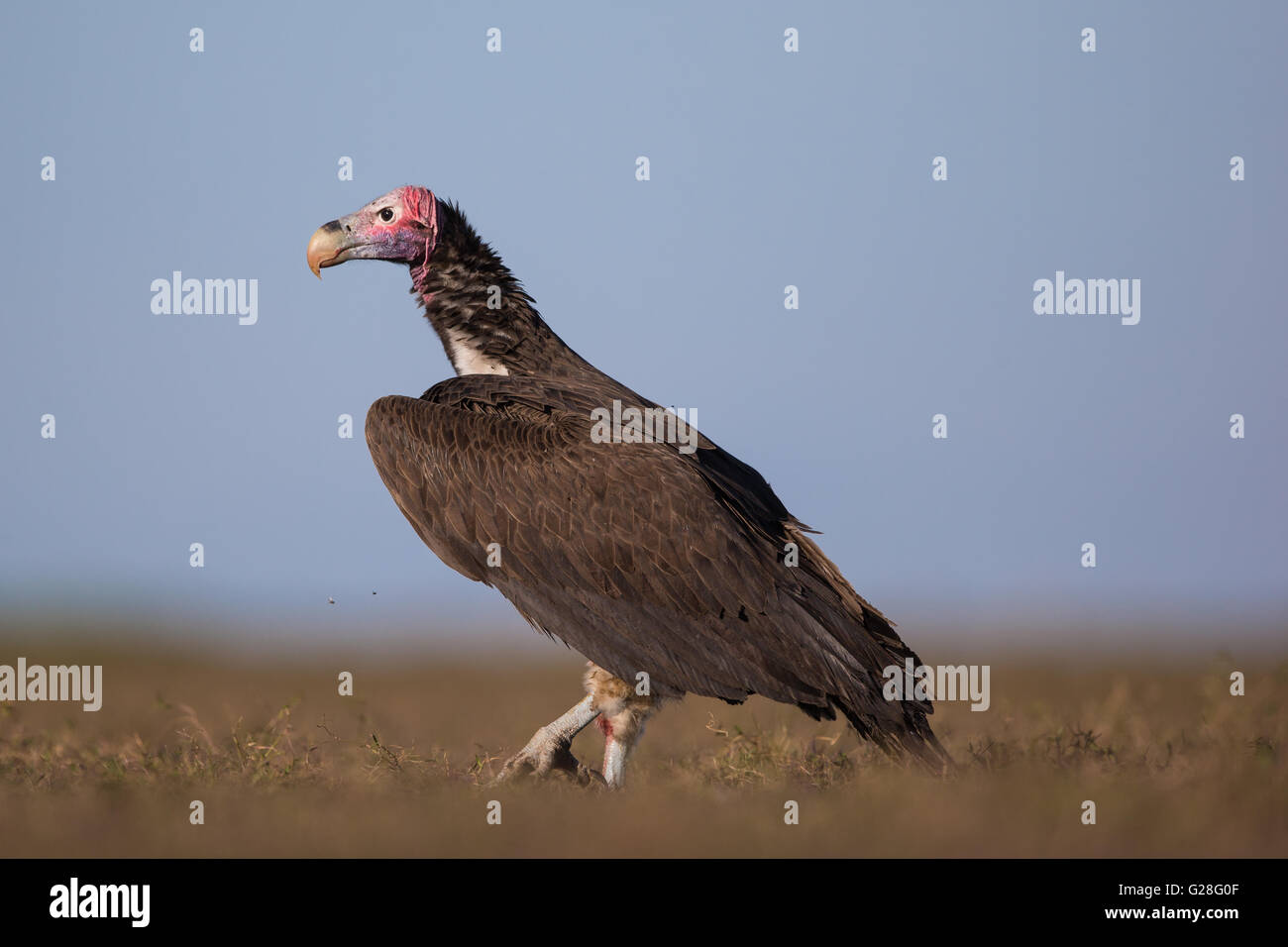 Una falda di fronte-avvoltoio passeggiate Foto Stock