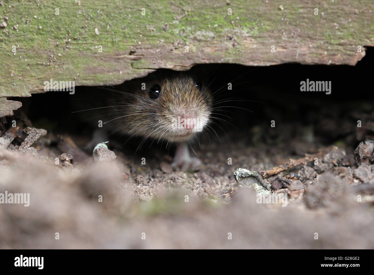 Sbirciando UK Bank Vole Foto Stock