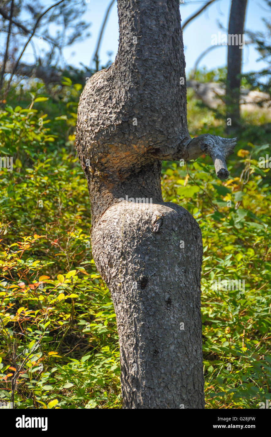 Albero con un insolito a 'U' tronco nei boschi del Wyoming Foto Stock