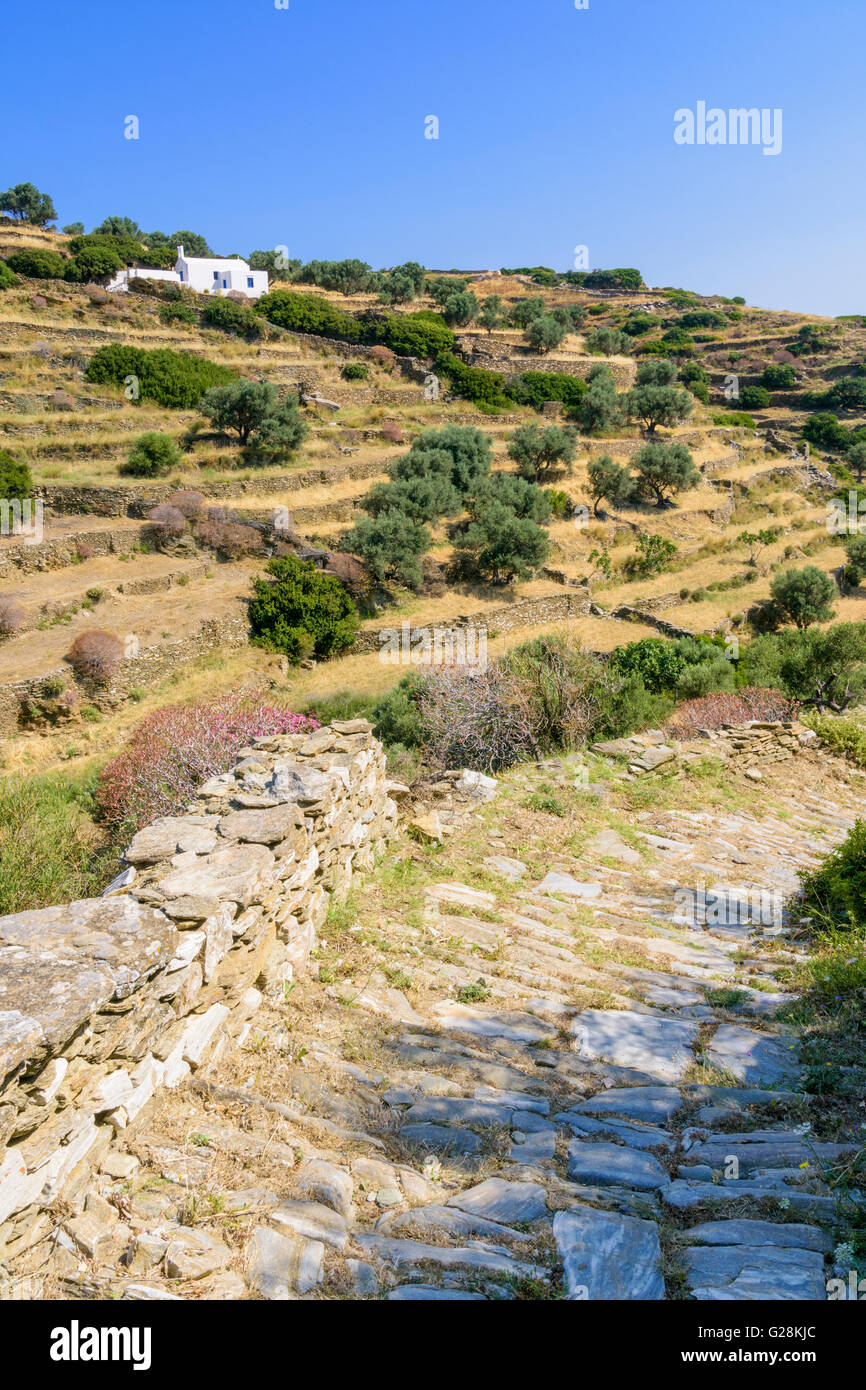 Il vecchio sentiero acciottolato per il Kastro dominata dalla parete di pietra terrazze punteggiato di alberi di olivo sull isola di Sifnos, Grecia Foto Stock