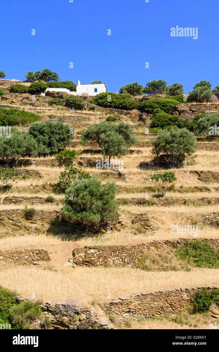 Il vecchio muro di pietra terrazze punteggiato di alberi di olivo sull isola di Sifnos, Grecia Foto Stock