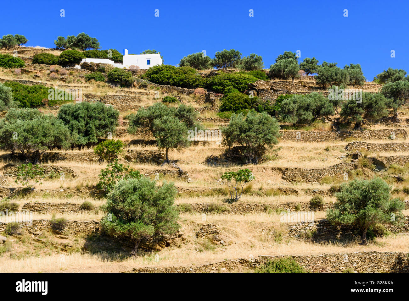 Il vecchio muro di pietra terrazze punteggiato di alberi di olivo sull isola di Sifnos, Grecia Foto Stock