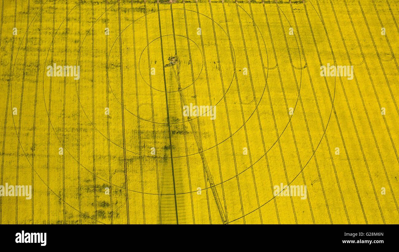 Vista aerea, cornfield, cerchi di irrigazione, di irrigazione, di marchi in un cornfield, Perleberg, Meclemburgo Lake District, Mecklenburg Foto Stock