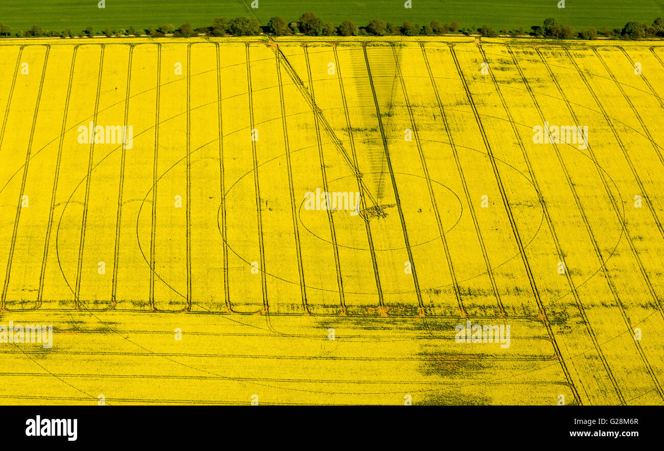 Vista aerea, cornfield, cerchi di irrigazione, di irrigazione, di marchi in un cornfield, Perleberg, Meclemburgo Lake District, Mecklenburg Foto Stock