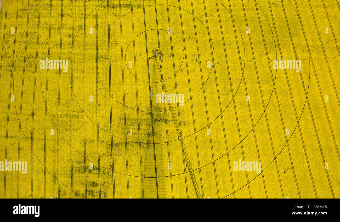Vista aerea, cornfield, cerchi di irrigazione, di irrigazione, di marchi in un cornfield, Perleberg, Meclemburgo Lake District, Mecklenburg Foto Stock