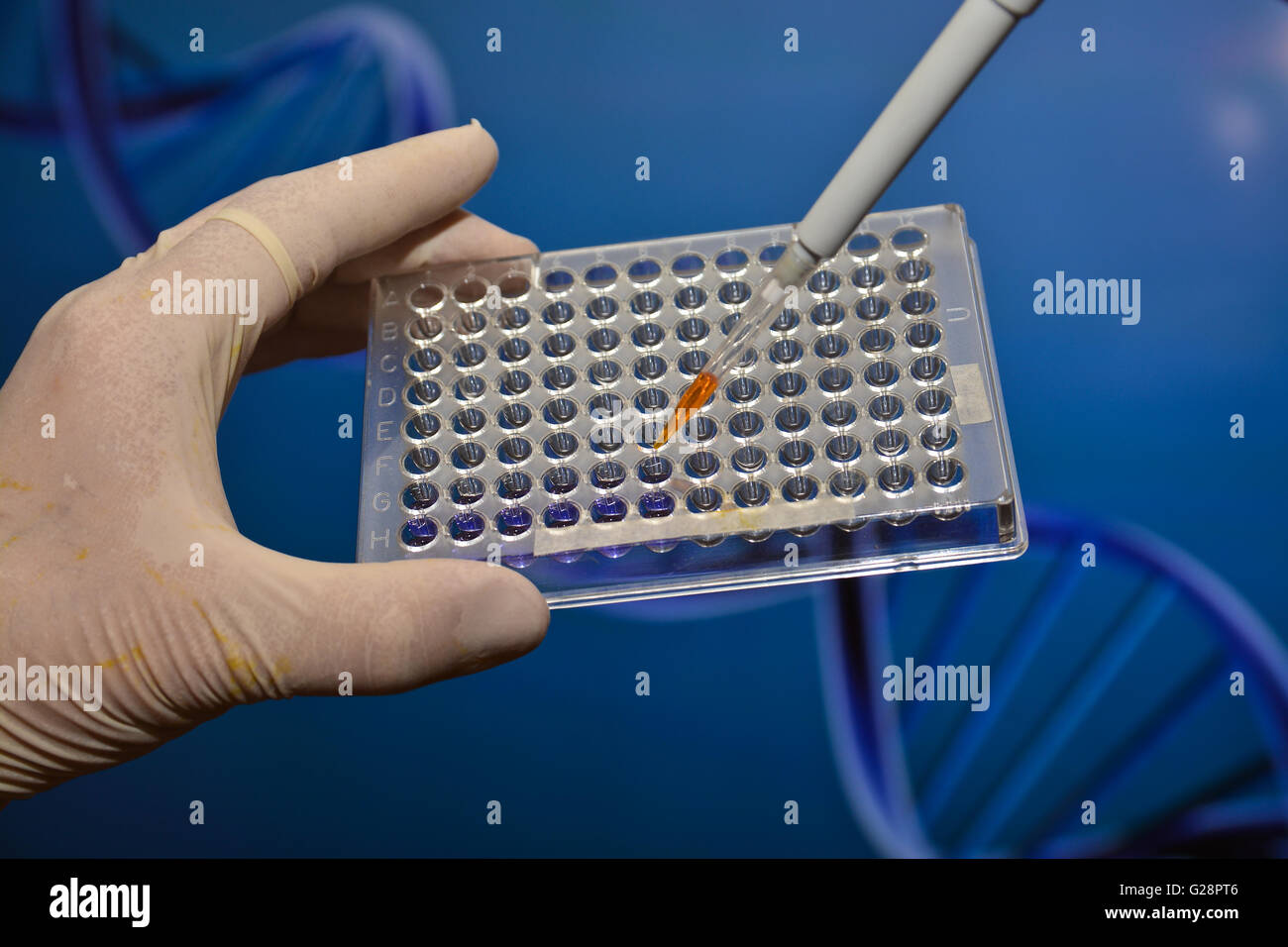 Nel laboratorio di genetica medica. Introdurre il campione biologico in una pipetta e piastra. Foto Stock