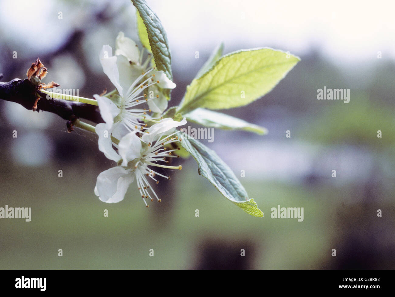 Apple Blossom in primavera Foto Stock