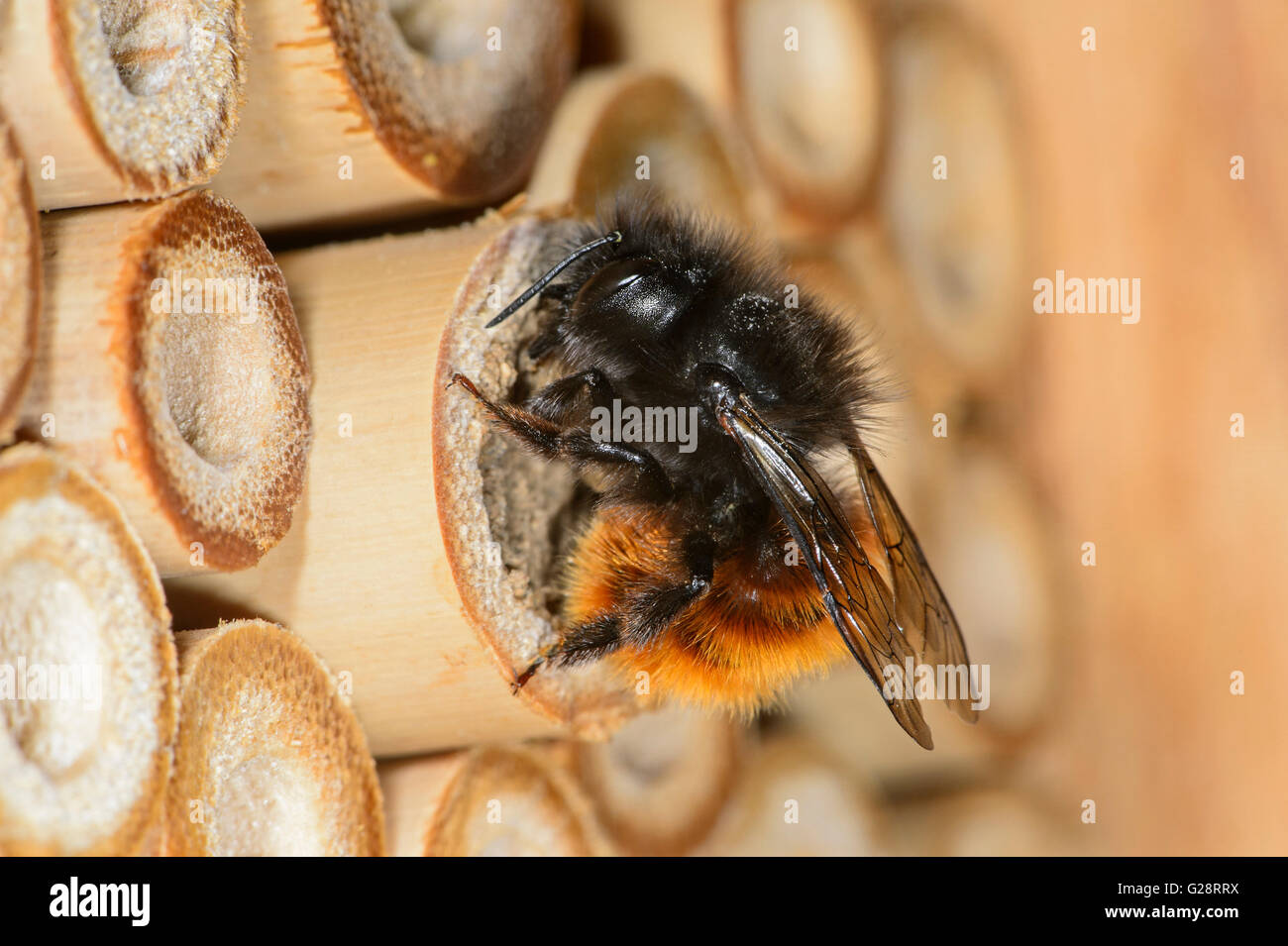 Hornfaced bee (Osmia cornuta), cloing il tunnel di allevamento, Bee Hotel, artificiale sito di riproduzione, Svizzera Foto Stock