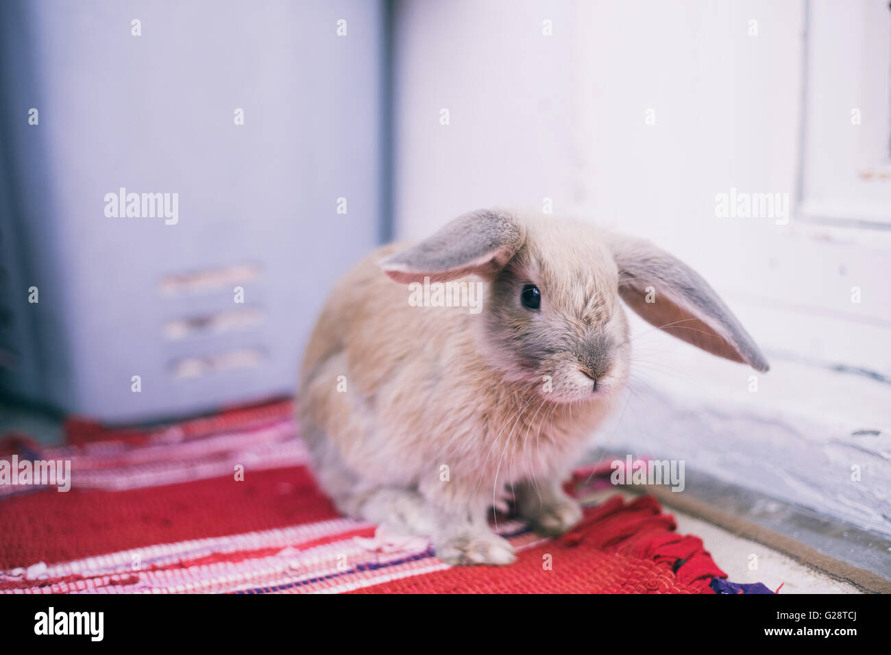 Little baby bunny seduto sul tappeto rosso Foto Stock