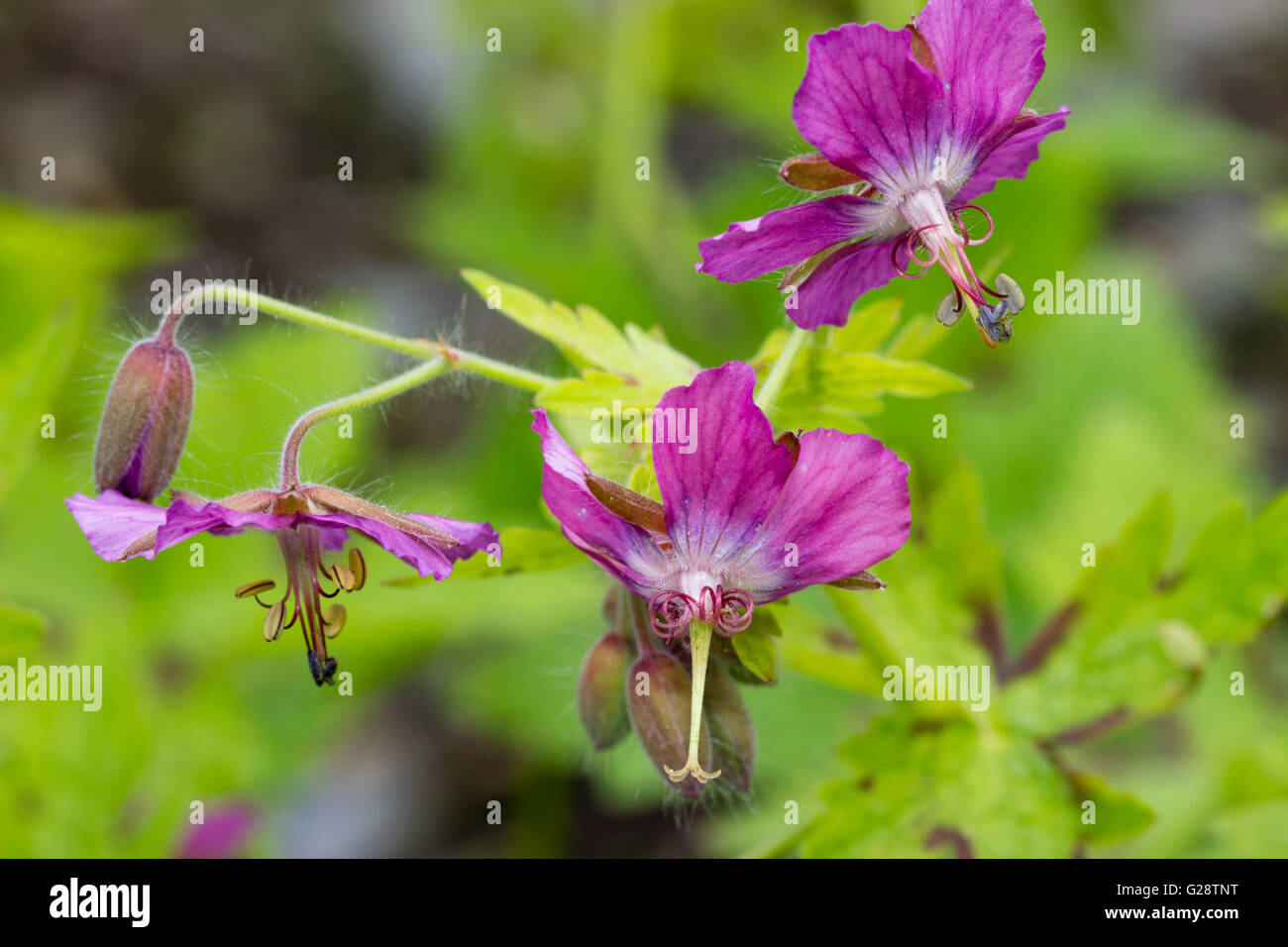 Dusky fiori rosa dell'ardito perenne Geranium phaeum " Claudine Dupont' Foto Stock