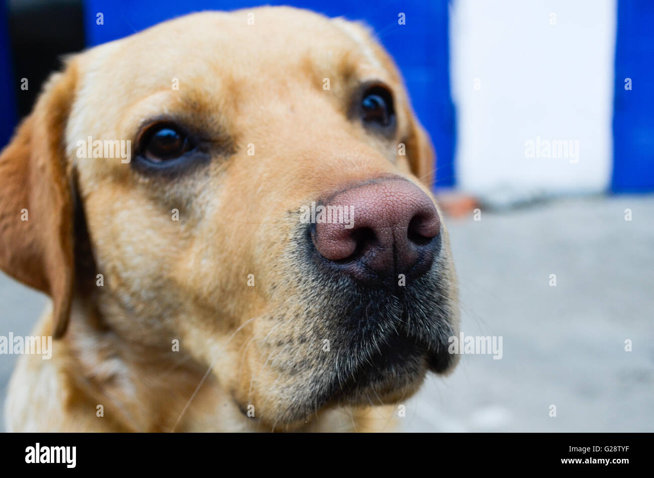 Muso del labrador retriever Foto Stock