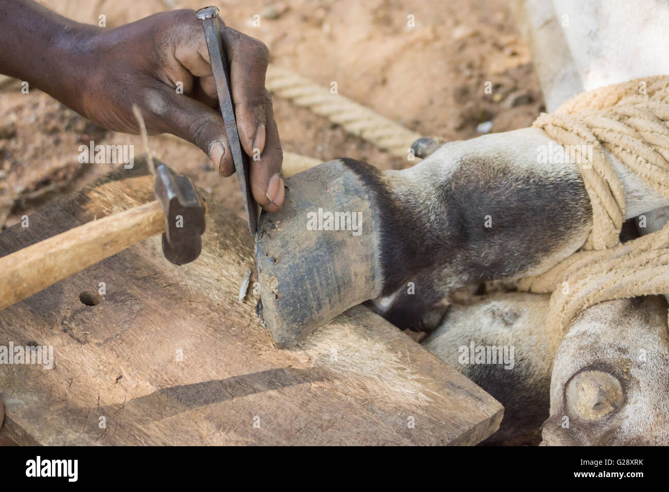 Piede di pulizia di buffalo.India; Tamil Nadu; Chettinad, Namunasamudran, fabbro, scarpa, Buffalo, ferro, metallo, proteggere il piede, ac Foto Stock