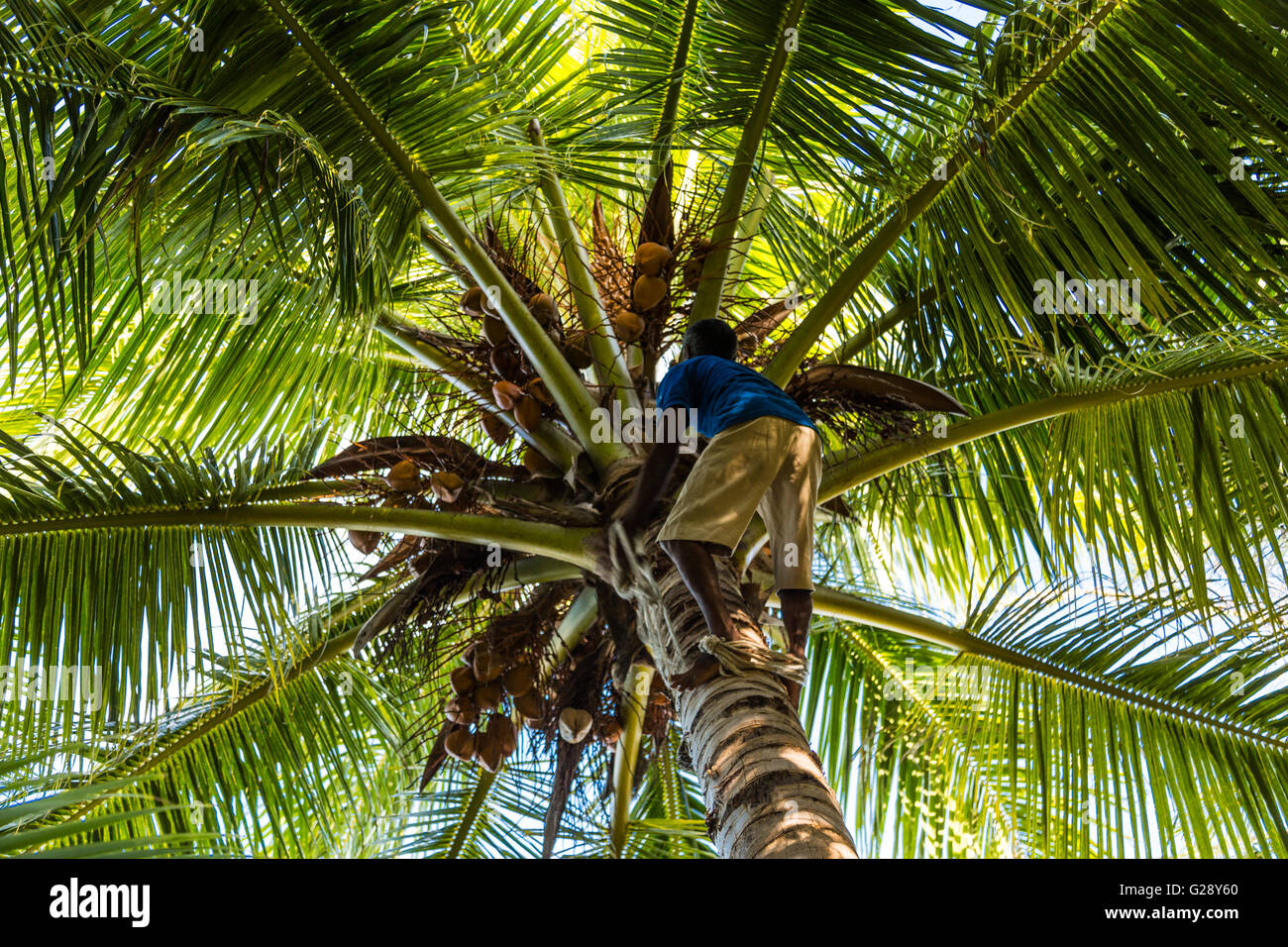 Rami di palma da cocco albero con un giardiniere che andare per il cocco fresco (non faccia) Foto Stock