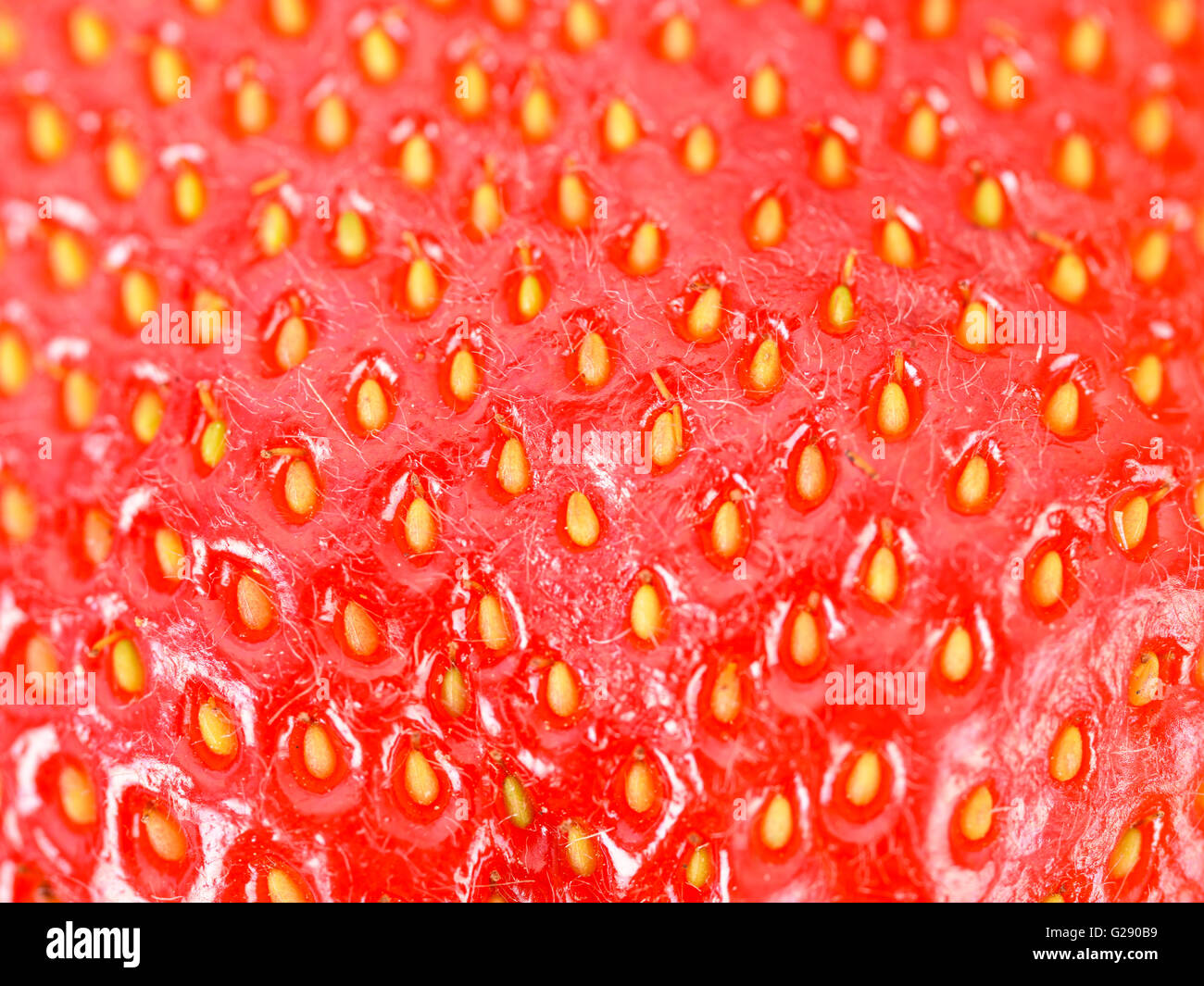 Rosso fresco Fragole astratto di texture Foto Stock
