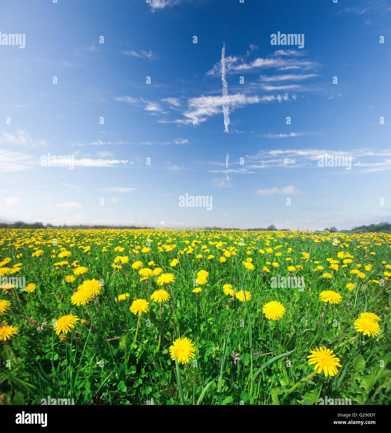 Fiori gialli in campo blu cielo nuvoloso Foto Stock