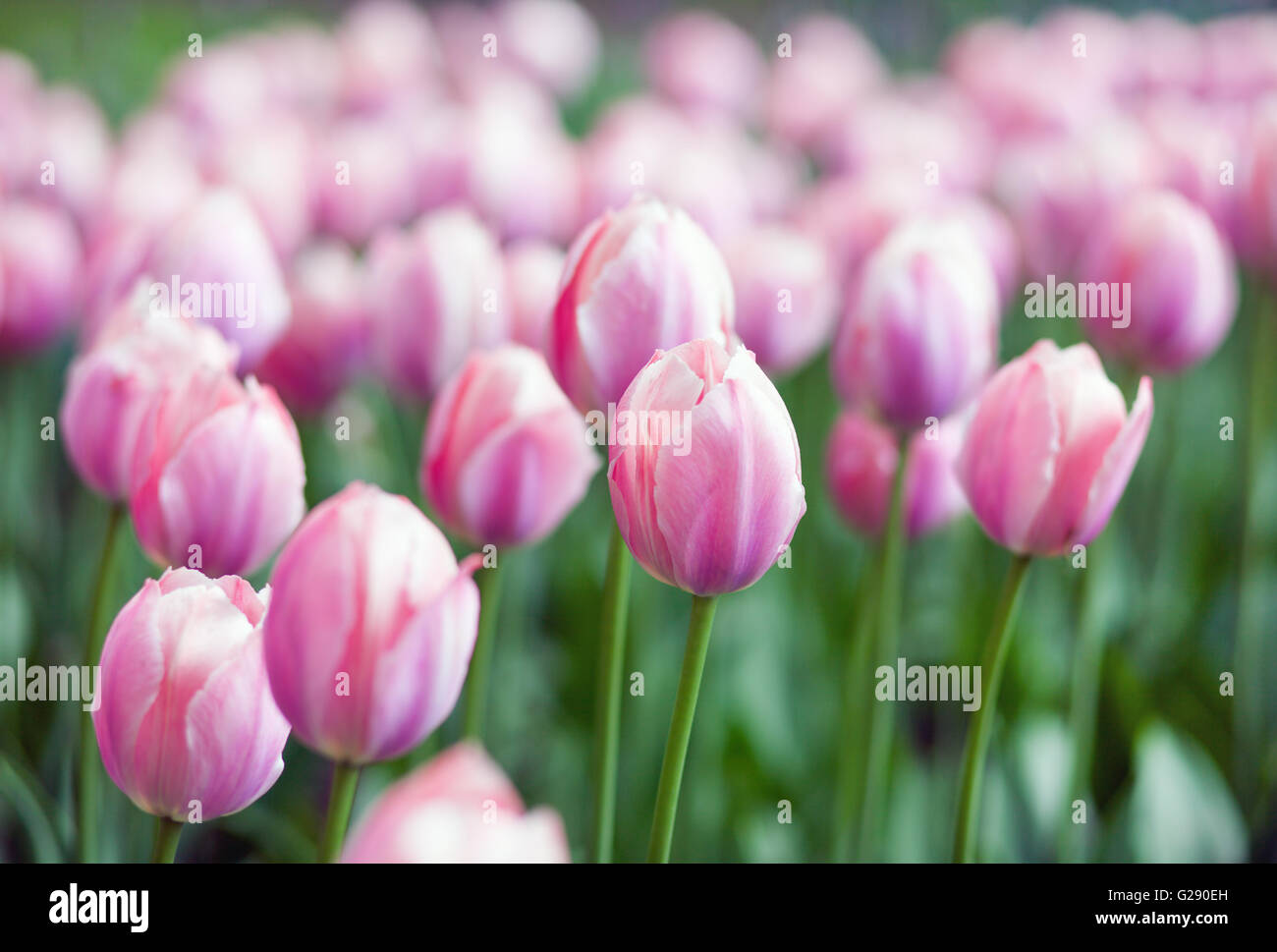 Tulipani rosa Foto Stock