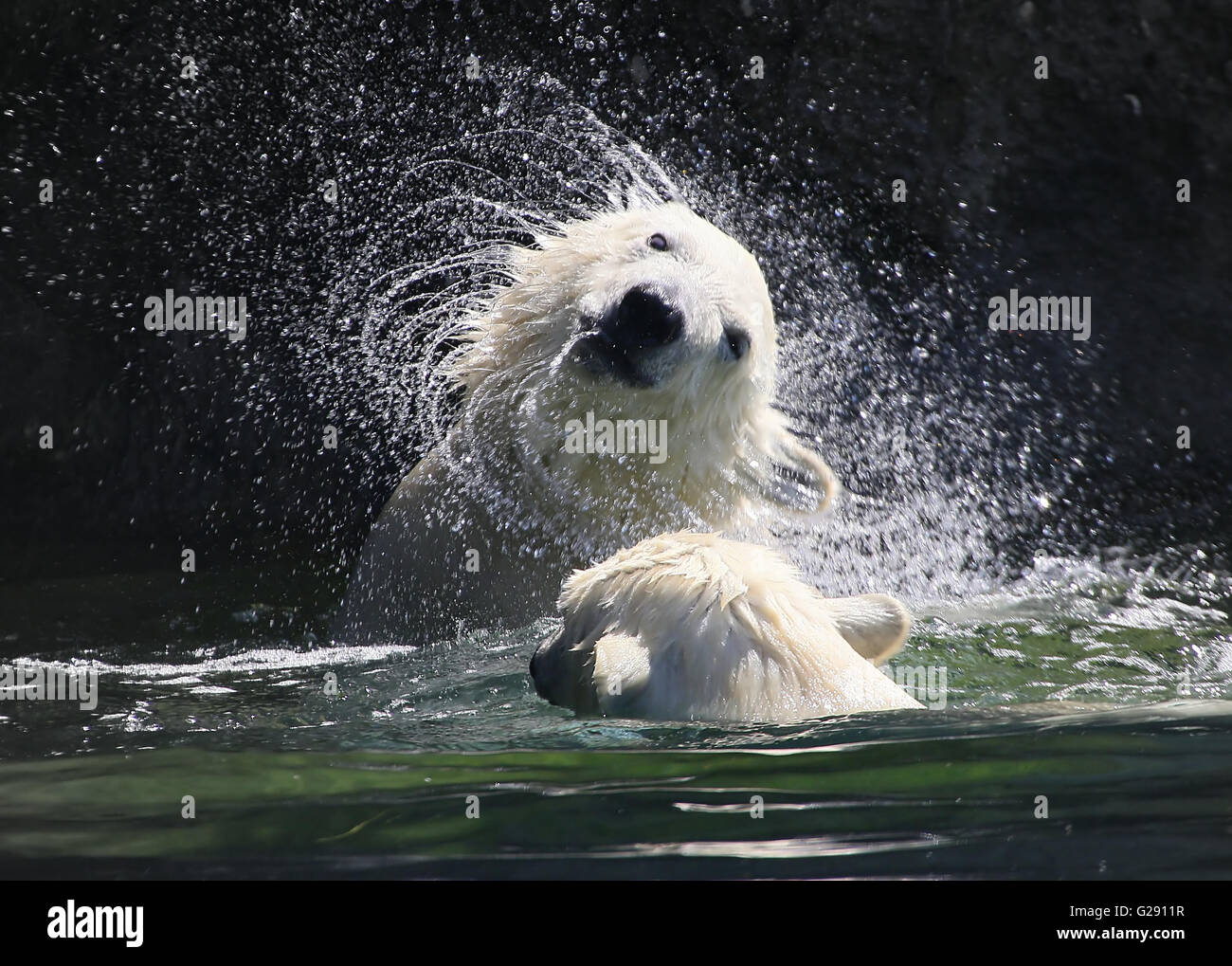 Polar Bear Cub (Ursus maritimus) scuotere l'acqua in eccesso dalla sua pelliccia, creando un vortice di goccioline di acqua Foto Stock