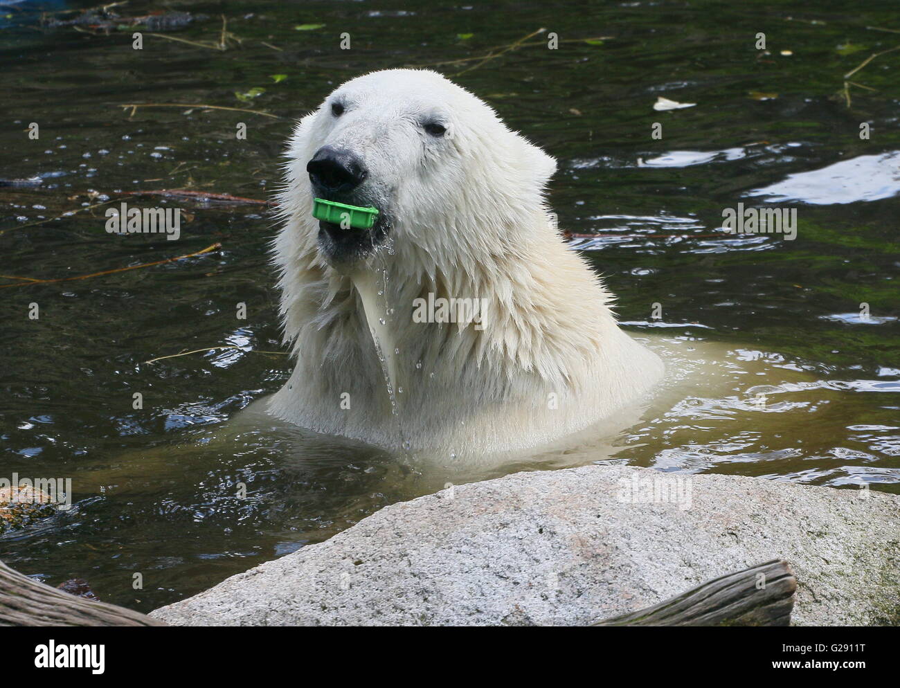 La pulizia dell'ambiente - affiorante femmina orso polare (Ursus maritimus) closeup della testa, tappo in plastica per bottiglie nella sua bocca, Foto Stock