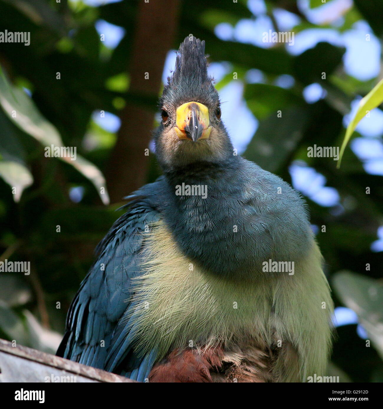 I capretti dell Africa Centrale grande blue's Turaco (Corythaeola cristata) rivolta verso la telecamera Foto Stock