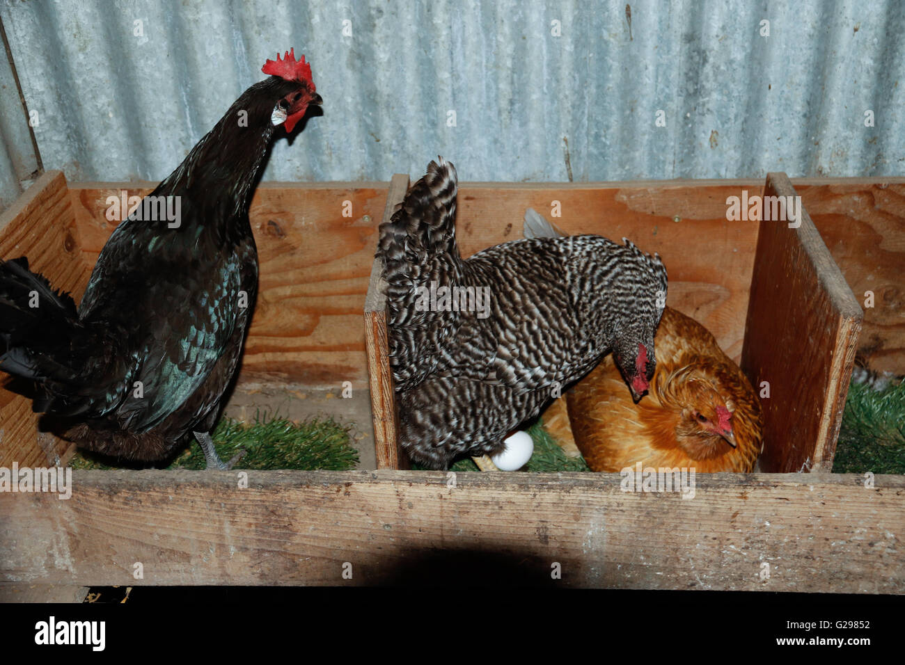 Galline che uova assieme in una casa della gallina Foto Stock