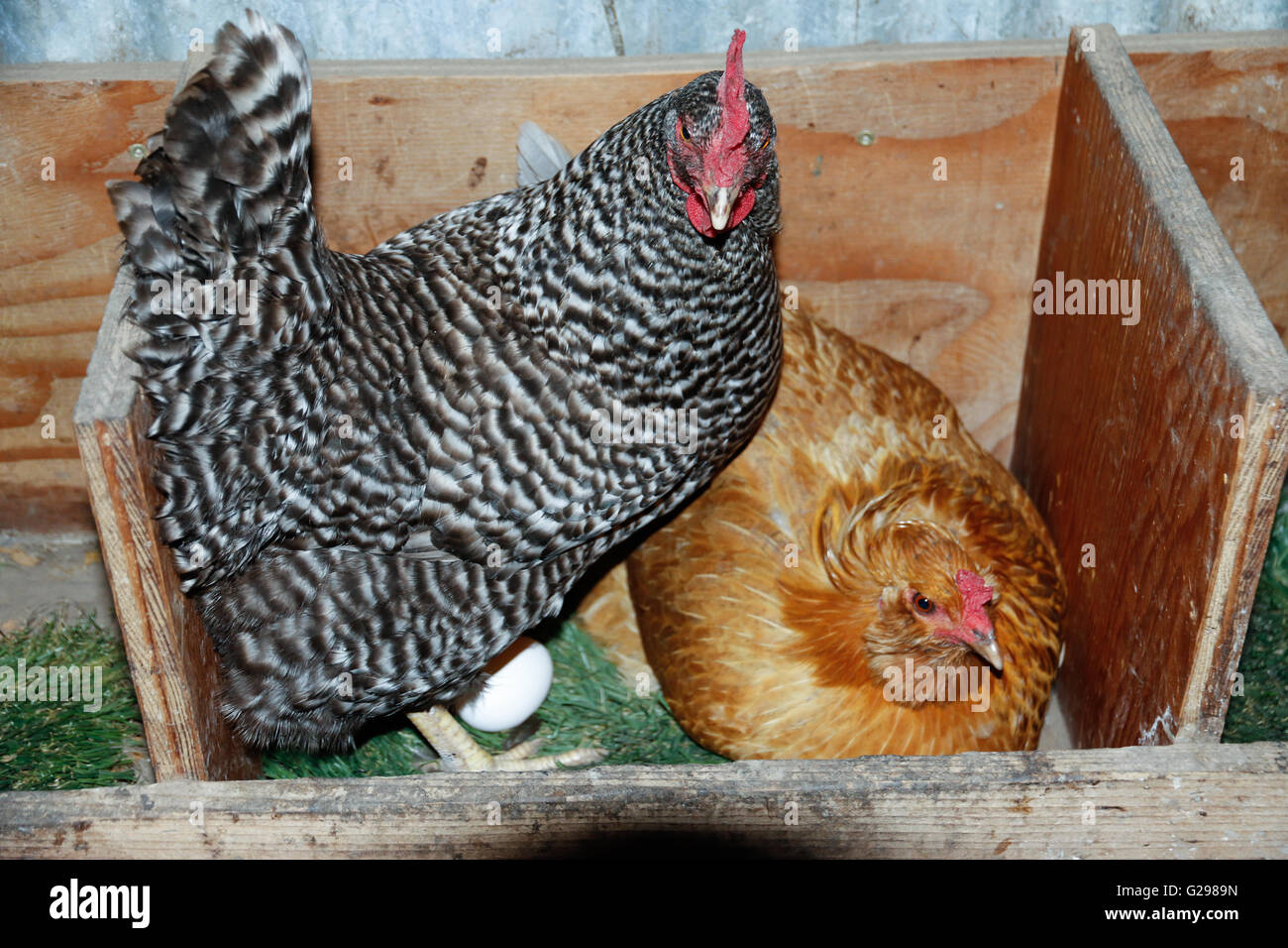 Galline che uova assieme in una casa della gallina Foto Stock