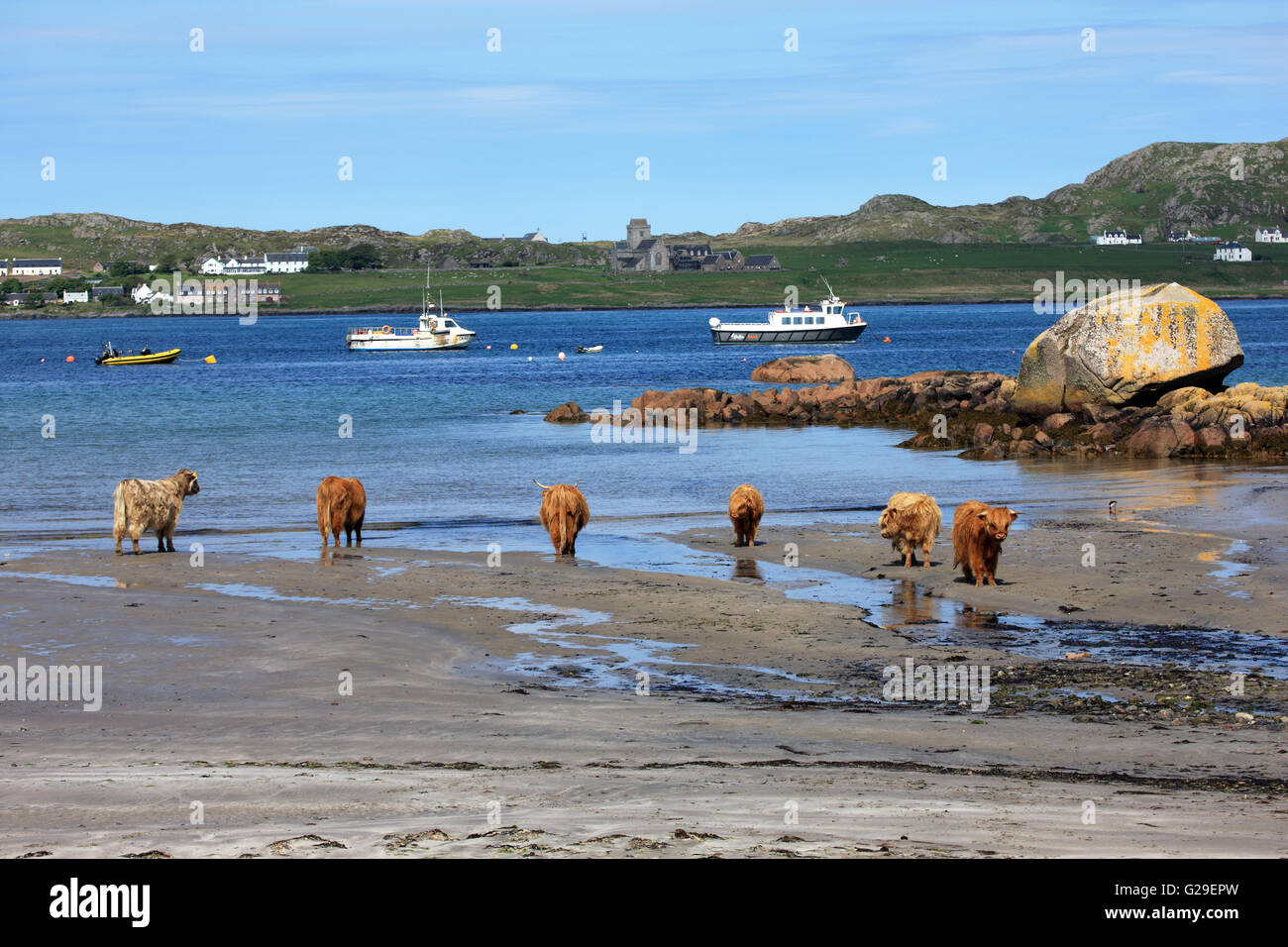 Iona, Scotland, Regno Unito. 26 Maggio, 2016. Highland vacche raffreddare a Finnphort beach sull'Isola di Mull con un dispositivo di compressione nel mare come il secco e soleggiato continua nelle Ebridi Interne della Scozia. L'isola di Iona e Iona Abbey sono in background. Credito: PictureScotland/Alamy Live News Foto Stock