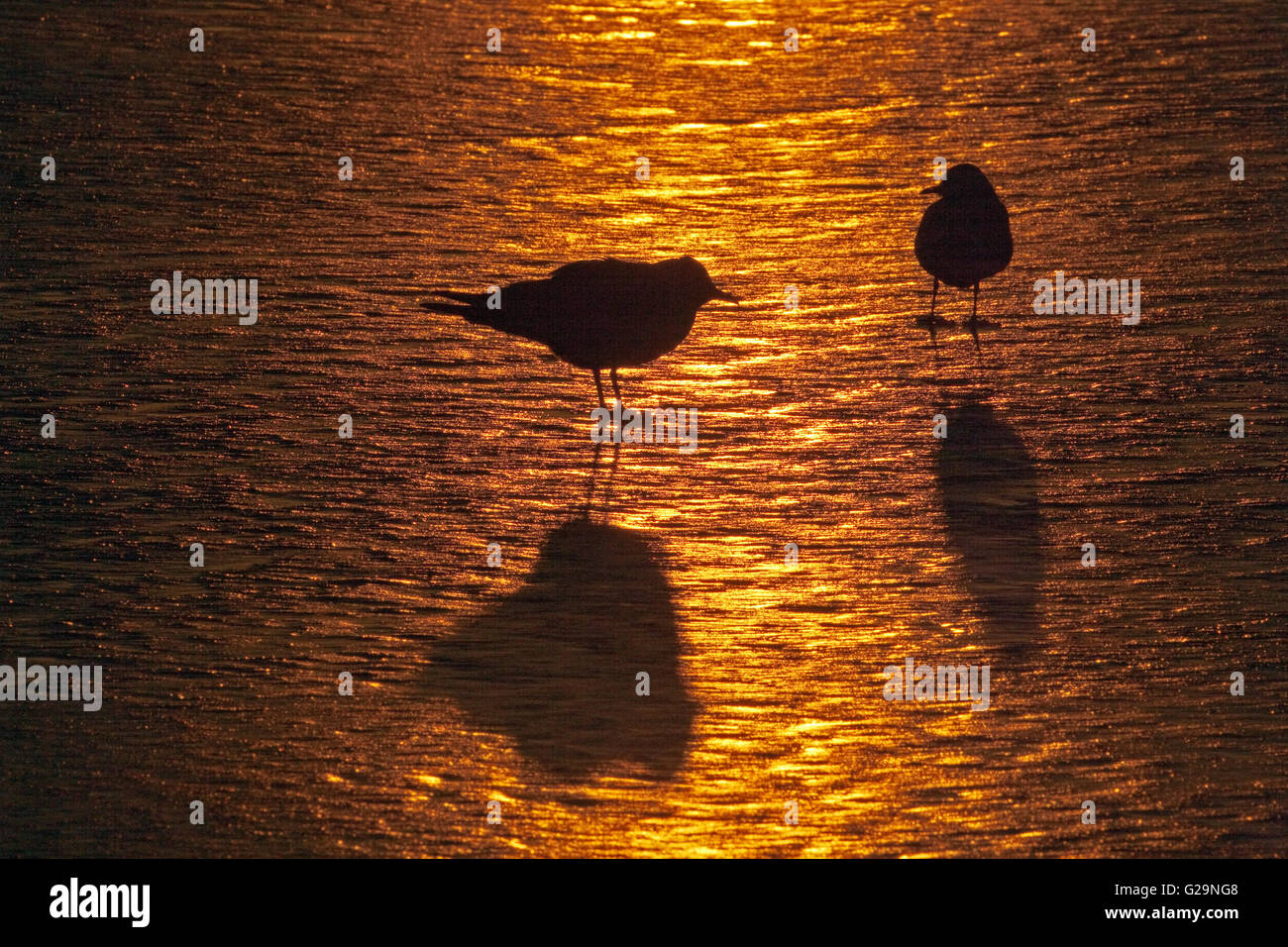 A testa nera gabbiani Larus ridibundus in inverno piumaggio sulla piscina congelati in silhouette al tramonto Foto Stock