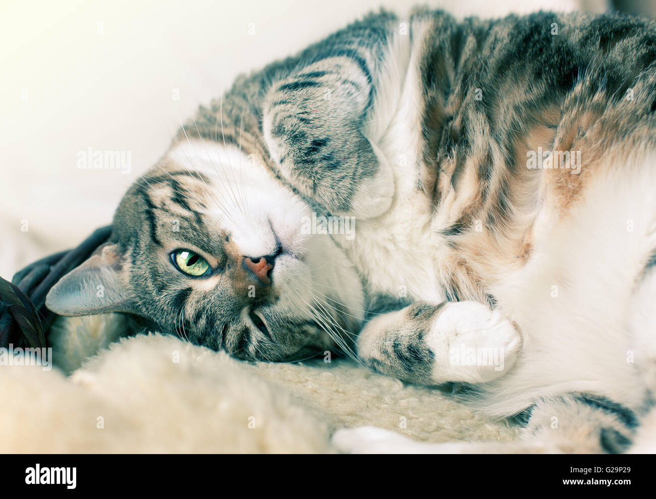 Fat Cat giacente sulla pelle di agnello in diverse pose divertenti Foto Stock