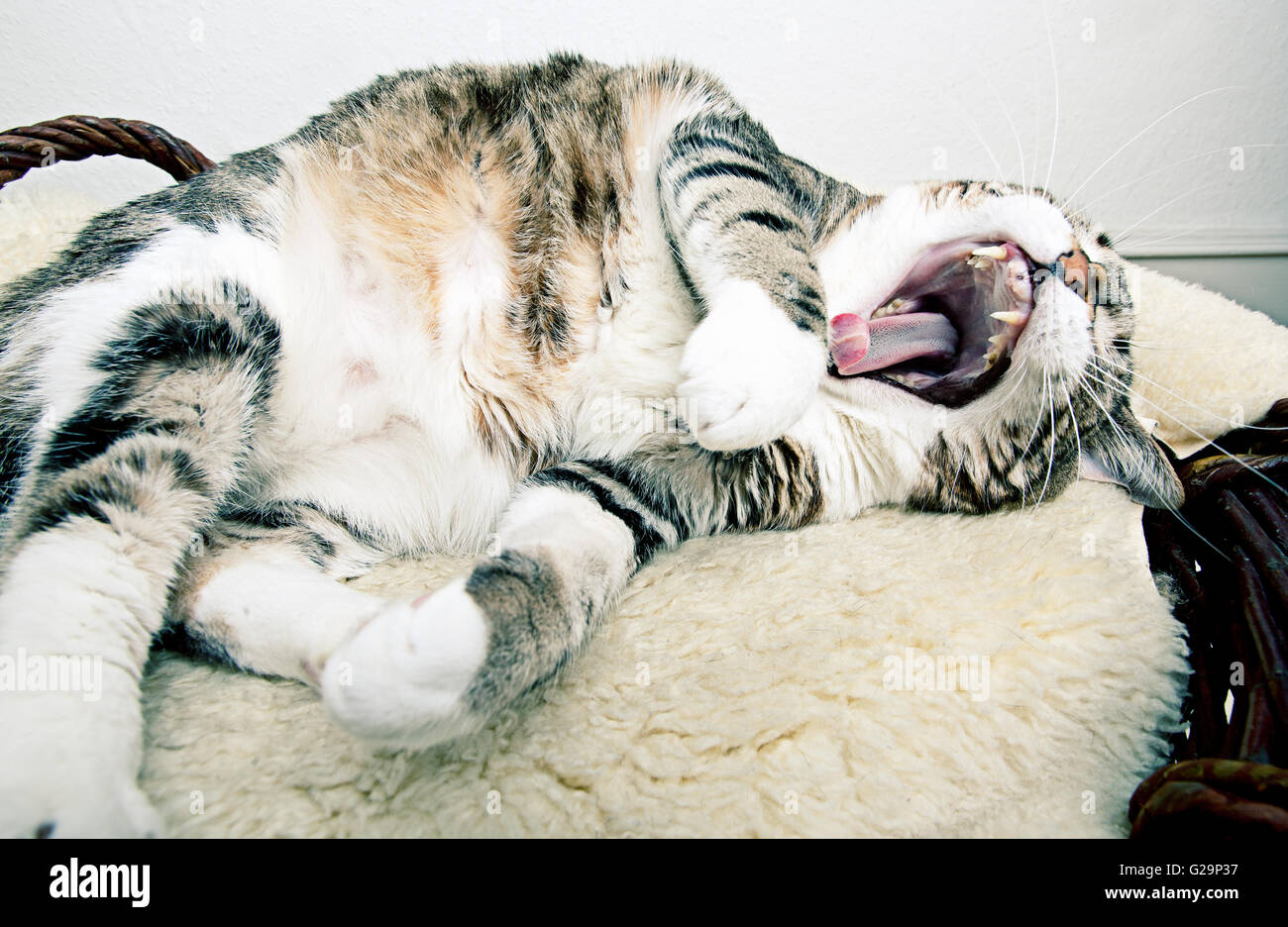 Fat Cat giacente sulla pelle di agnello in diverse pose divertenti Foto Stock