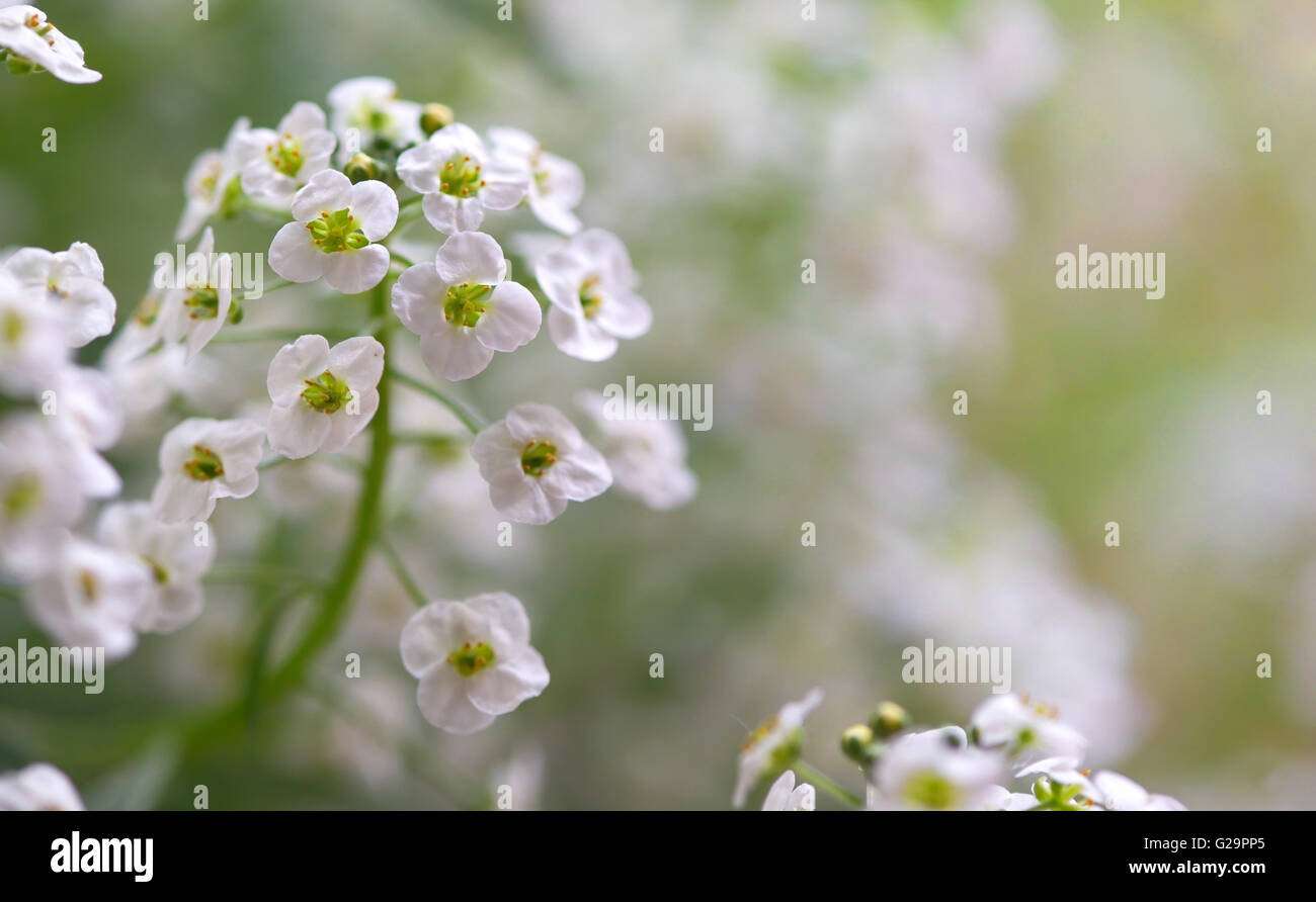 Little White Lobularia maritima fiori - sweet alyssum Foto Stock