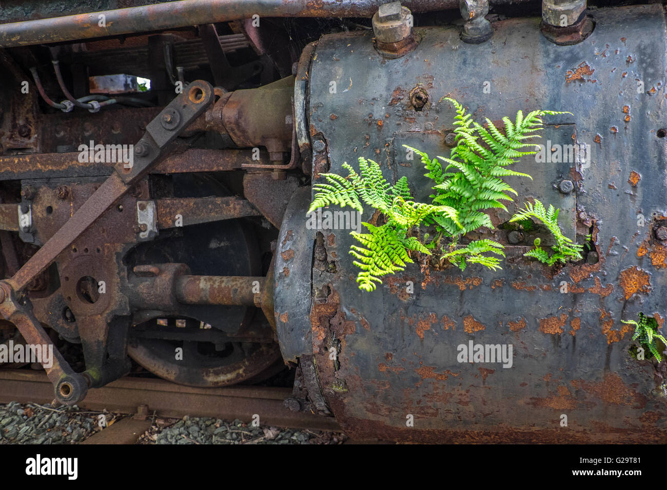 Un arrugginimento locomotiva a vapore sul Welsh Highland Railway, il Galles del Nord Foto Stock