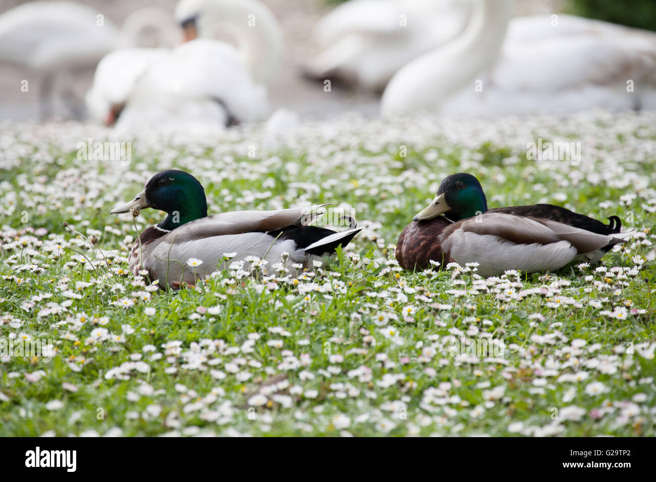 Due maschio le anatre bastarde giacente in un campo di margherite con cigni in background Foto Stock