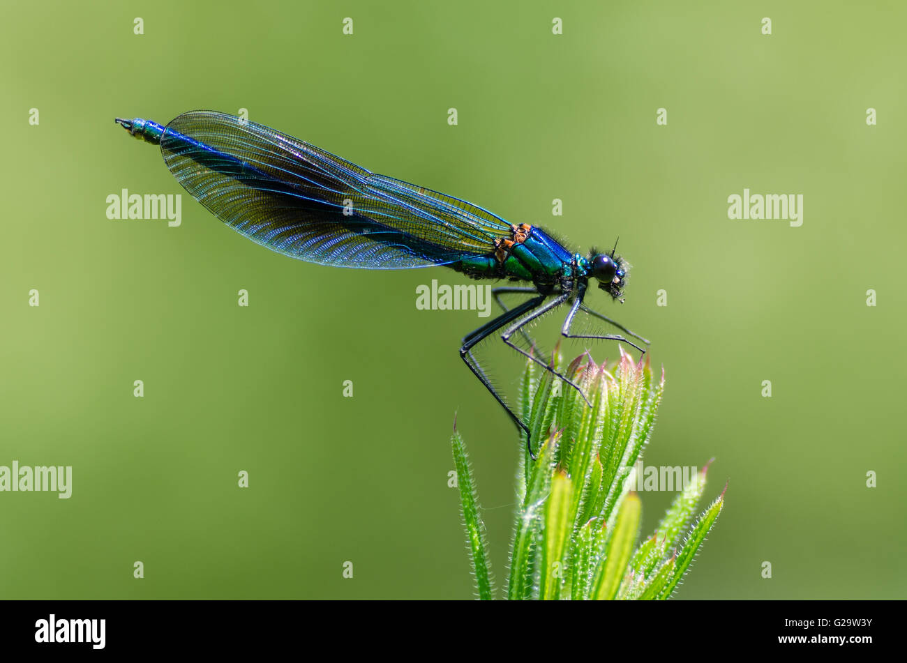 Nastrare demoiselle (Calopteryx splendens) maschio. Damselfly con banda nera in centro di ali e metallico blu-corpo verde Foto Stock