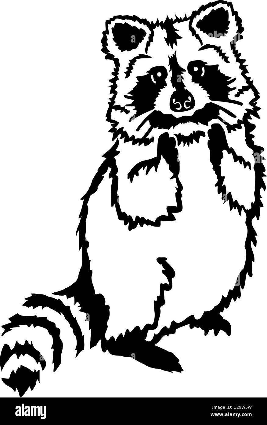 Carino raccoon in piedi Illustrazione Vettoriale