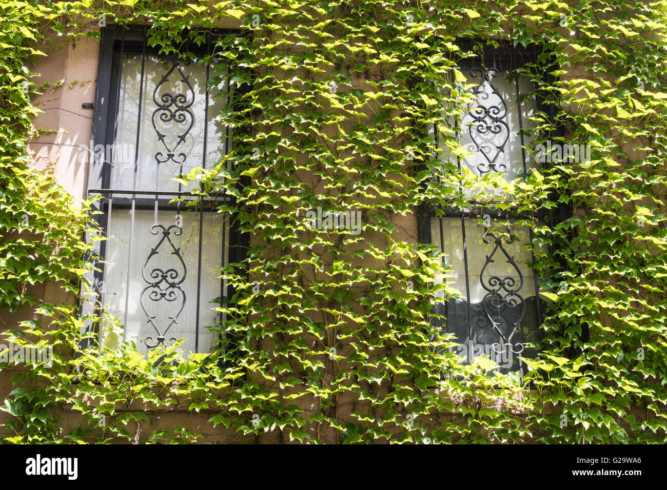 Coperto di edera arenaria, NYC Foto Stock