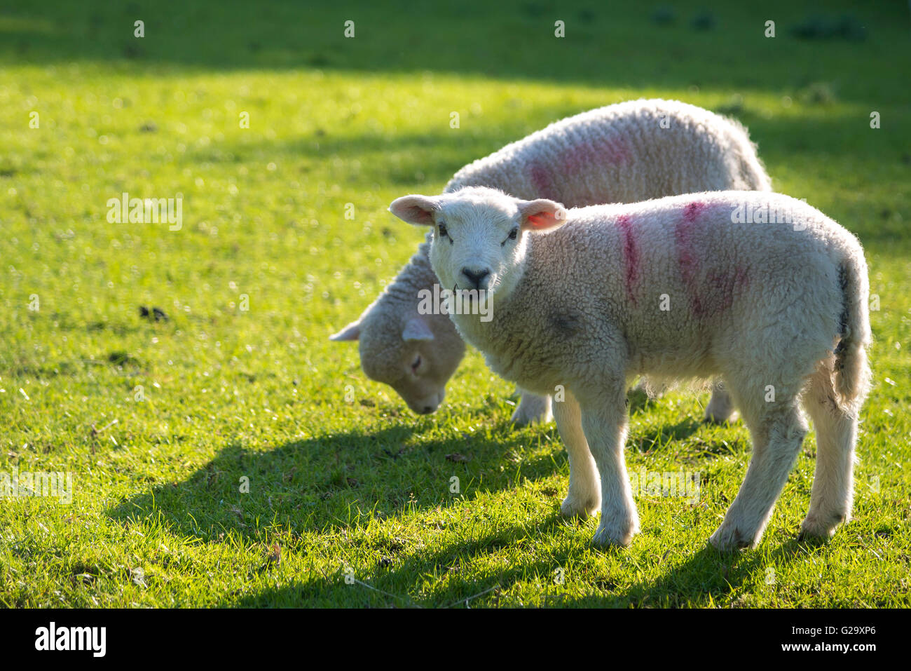 Due graziosi agnelli pascolano nei primi giorni di sole estivo. Foto Stock