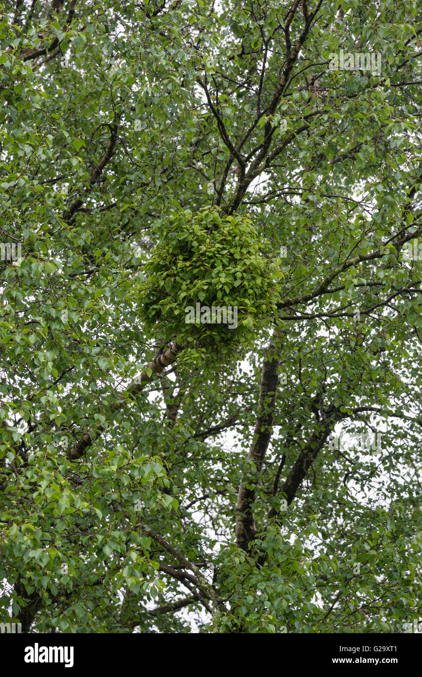 Un "streghe ginestra' crescendo in un argento betulla. Foto Stock