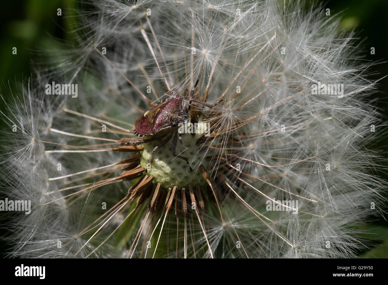 Beerenwanze auf einer Pusteblume im Frühling birra bug su un dente di leone in primavera Foto Stock