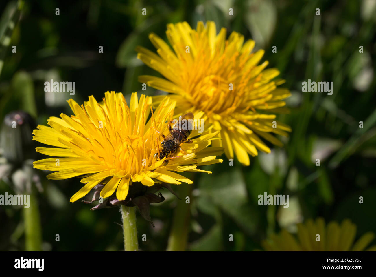Kleine Biene auf Löwenzahnblüte im Frühling piccola ape su fiore di tarassaco in primavera Foto Stock