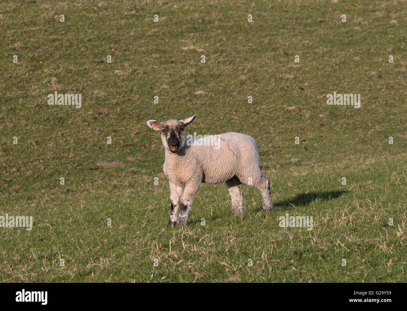 Kleines Lamm auf einer Wiese am blöken belare little lamb su un prato Foto Stock