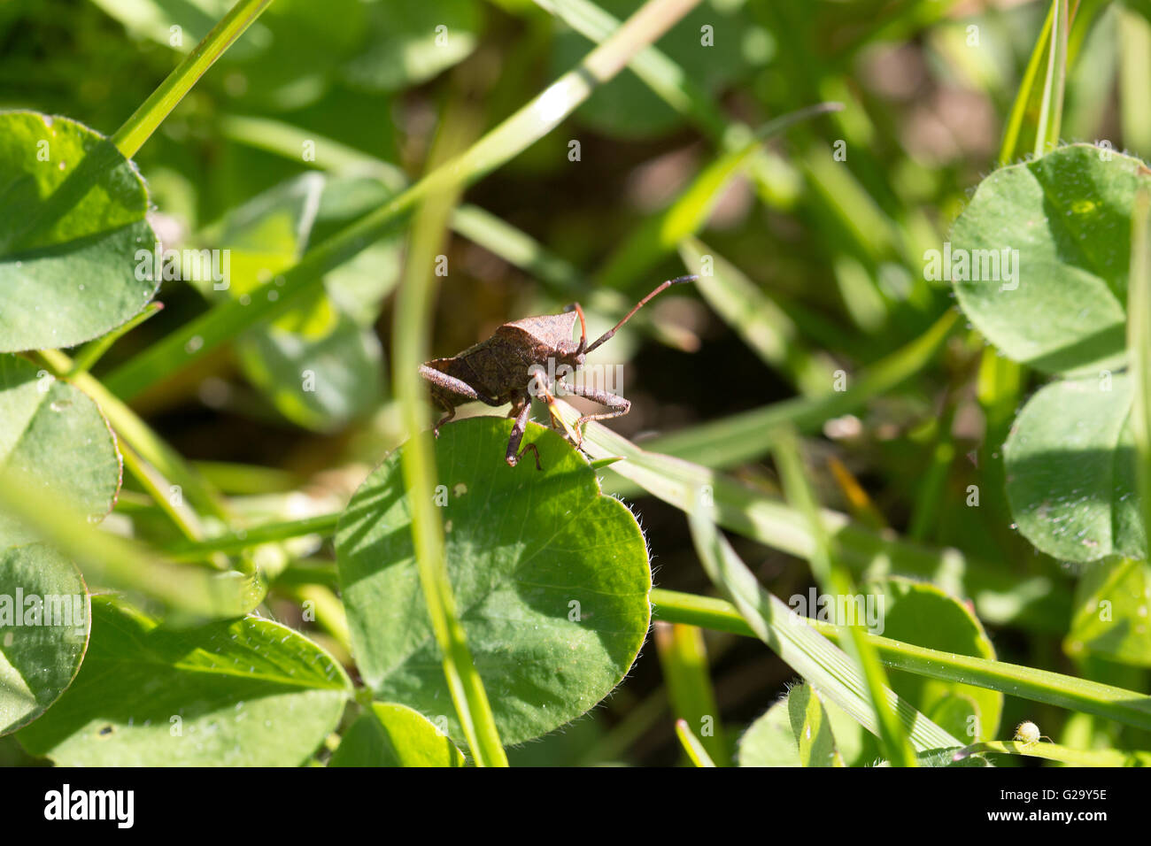 Lederwanze auf einen Blatt im Frühling bug in pelle su una foglia in primavera Foto Stock