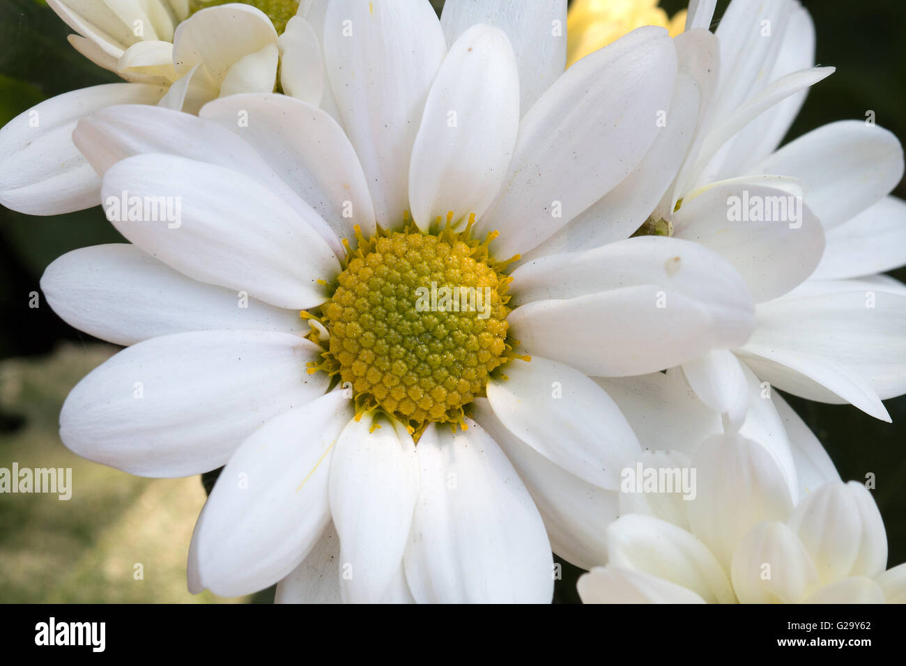 Weiße Blüten Chrysanthemen, Makro bianco fiori di crisantemo, macro Foto Stock